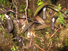 Nepenthes tentaculata