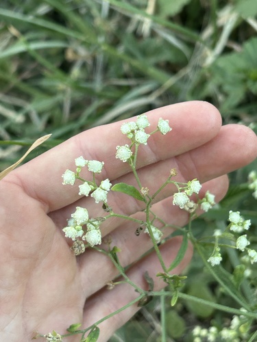 Parthenium hysterophorus observed 2026-01-10