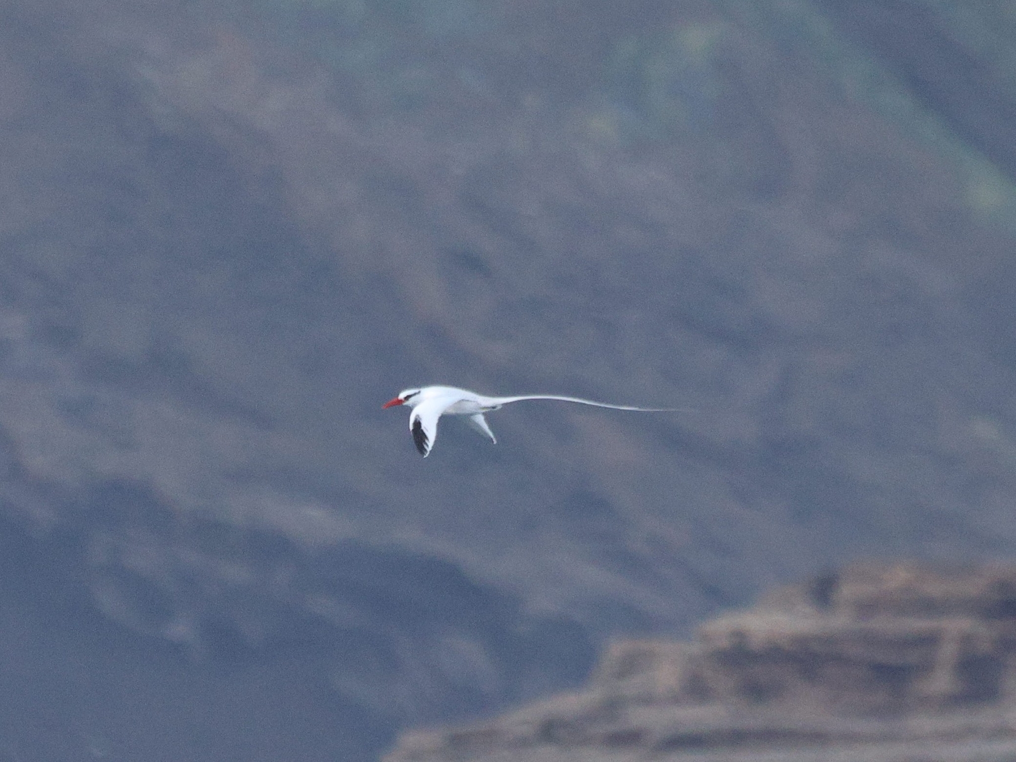 Red-billed Tropicbird (Phaethon aethereus), photo 1