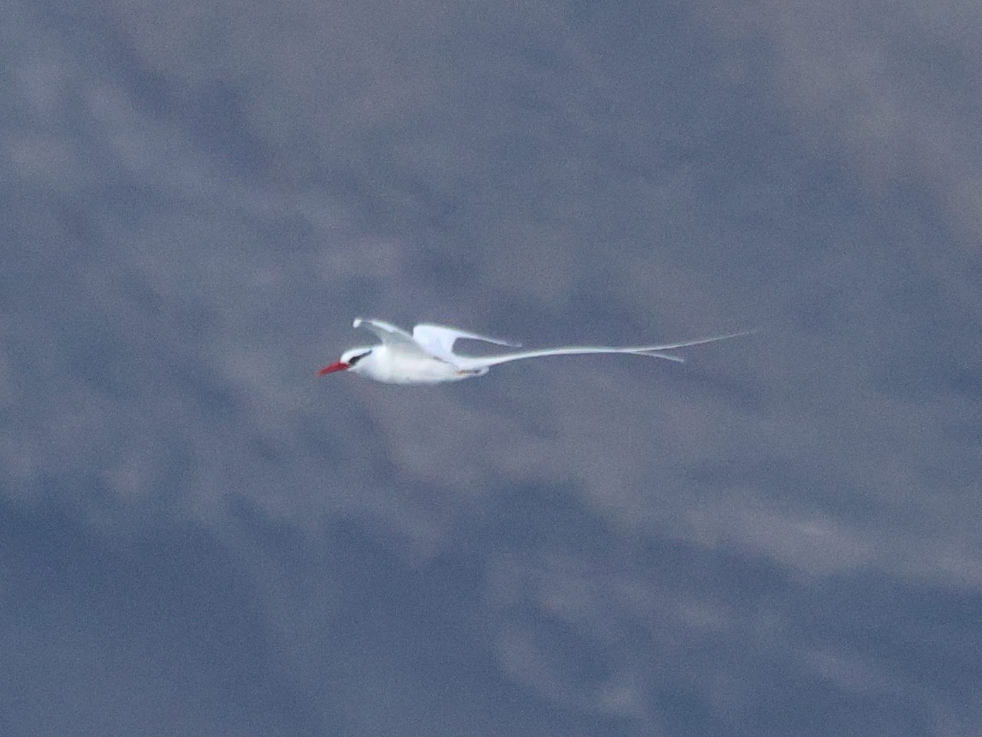 Red-billed Tropicbird (Phaethon aethereus), photo 2