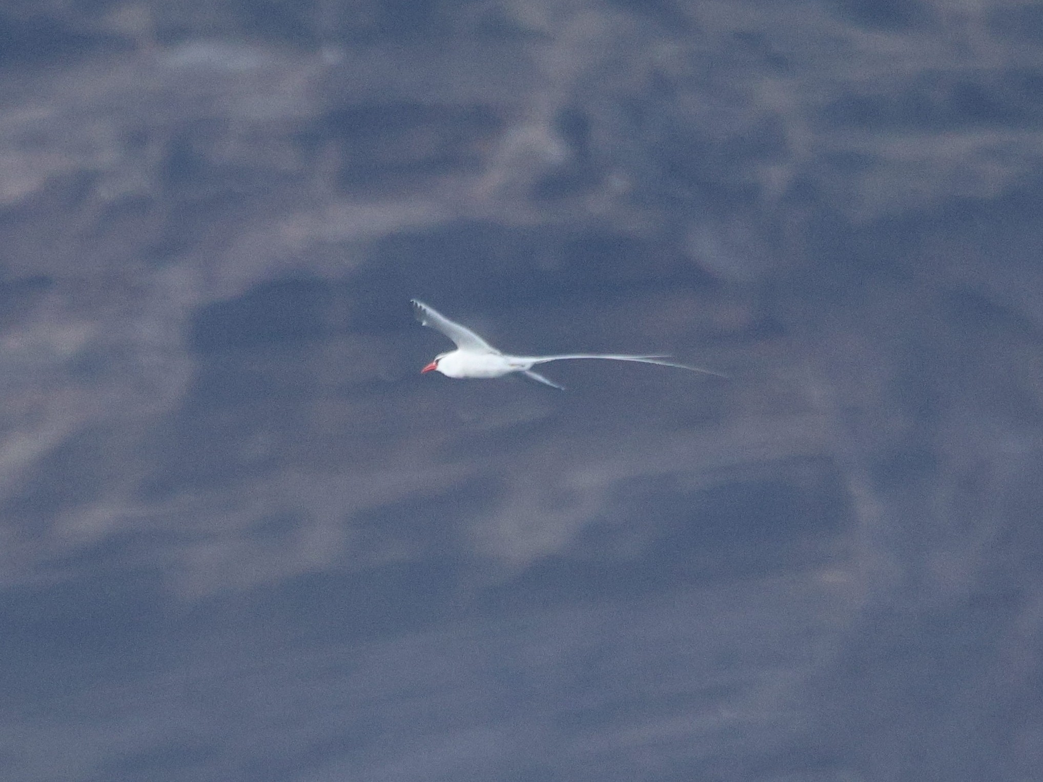 Red-billed Tropicbird (Phaethon aethereus), photo 3