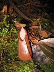 Nepenthes tentaculata