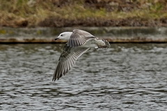 Larus