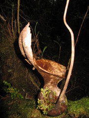 Nepenthes lowii