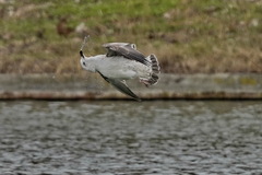 Larus