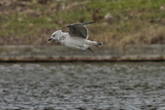 Larus