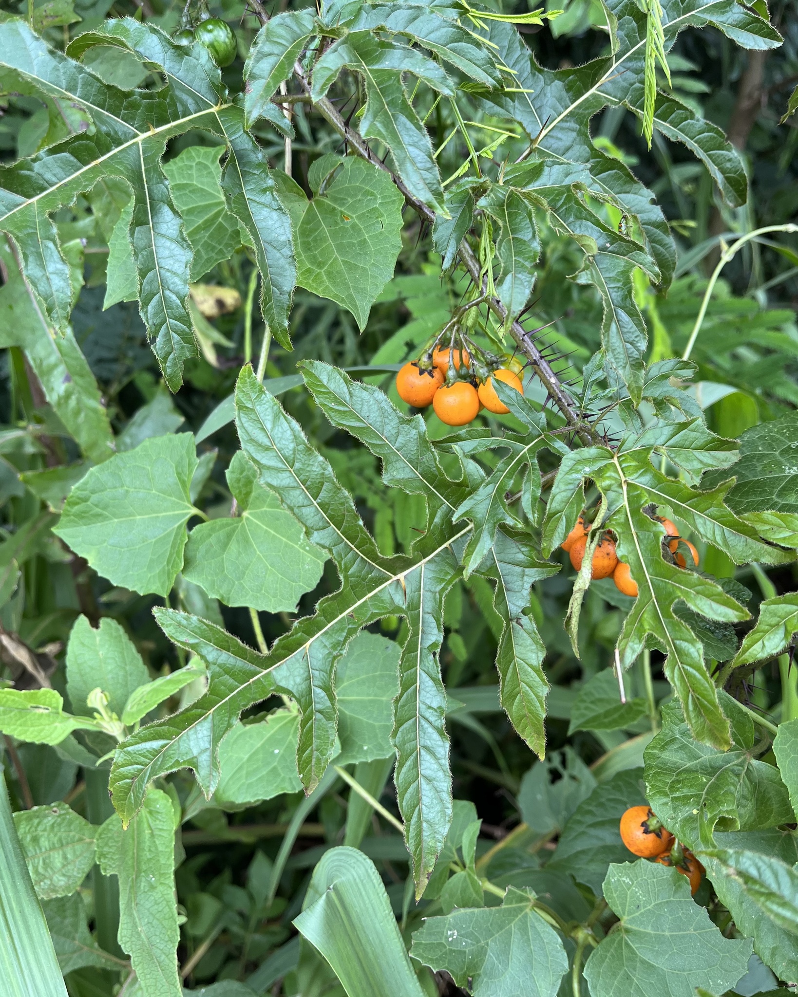 Solanum atropurpureum