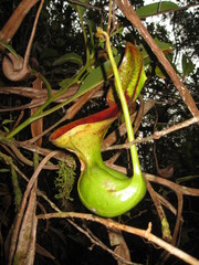 Nepenthes lowii