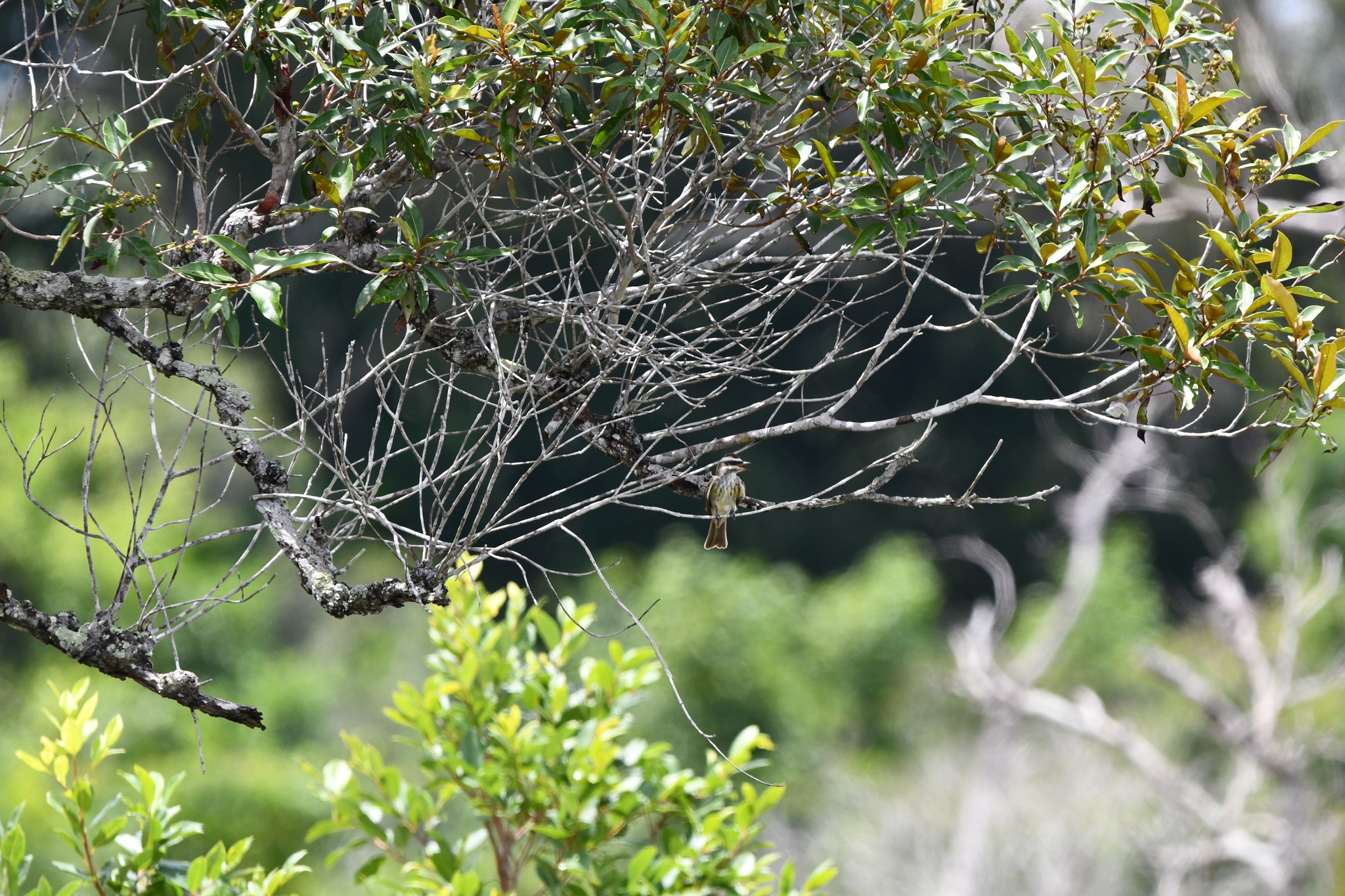 Piratic Flycatcher (Legatus leucophaius), photo 1