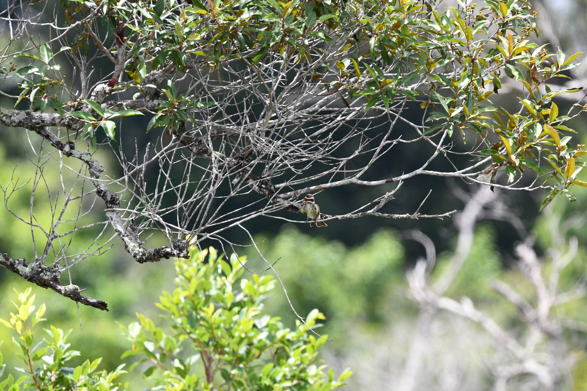 Piratic Flycatcher (Legatus leucophaius), photo 2