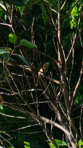 Brown Tanager (Orchesticus abeillei), photo 3