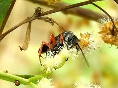 Episyron conterminus cressoni