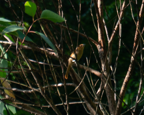 Brown Tanager (Orchesticus abeillei), photo 8
