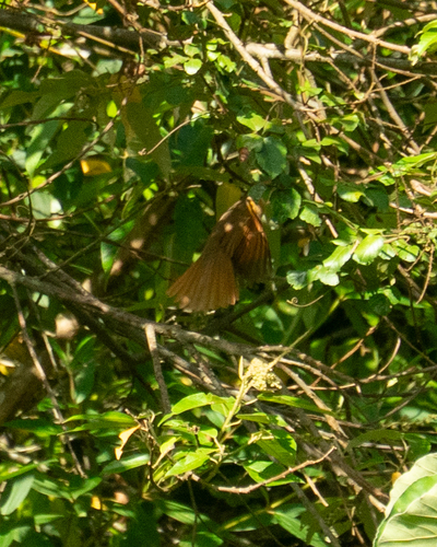 Brown Tanager (Orchesticus abeillei), photo 7