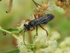 Episyron conterminus cressoni