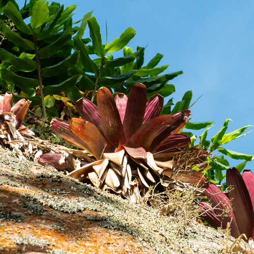 Giant alcantarea (Alcantarea imperialis)