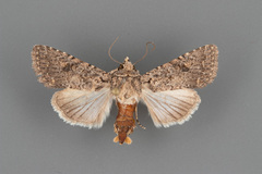 Protorthodes alfkenii