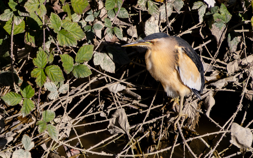 Avetorillo común (Ixobrychus minutus)
