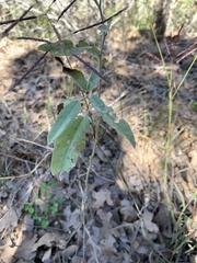Solanum elaeagnifolium