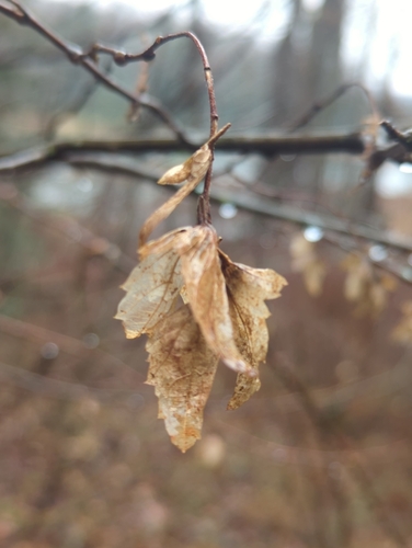 Foto de Carpinus caroliniana