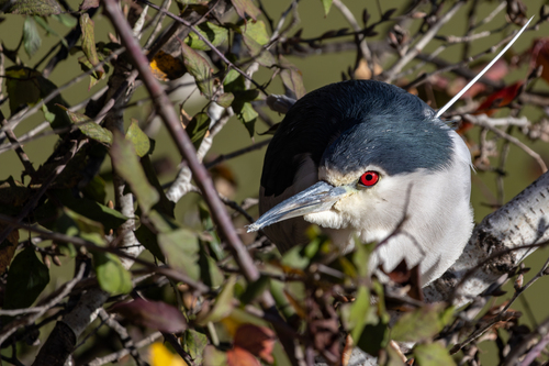 Martinete común (Nycticorax nycticorax)