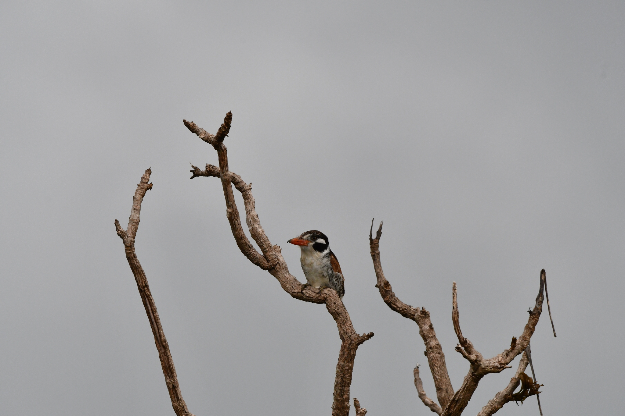 White-eared Puffbird (Nystalus chacuru), photo 2