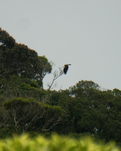 Black-and-white Hawk-Eagle (Spizaetus melanoleucus)