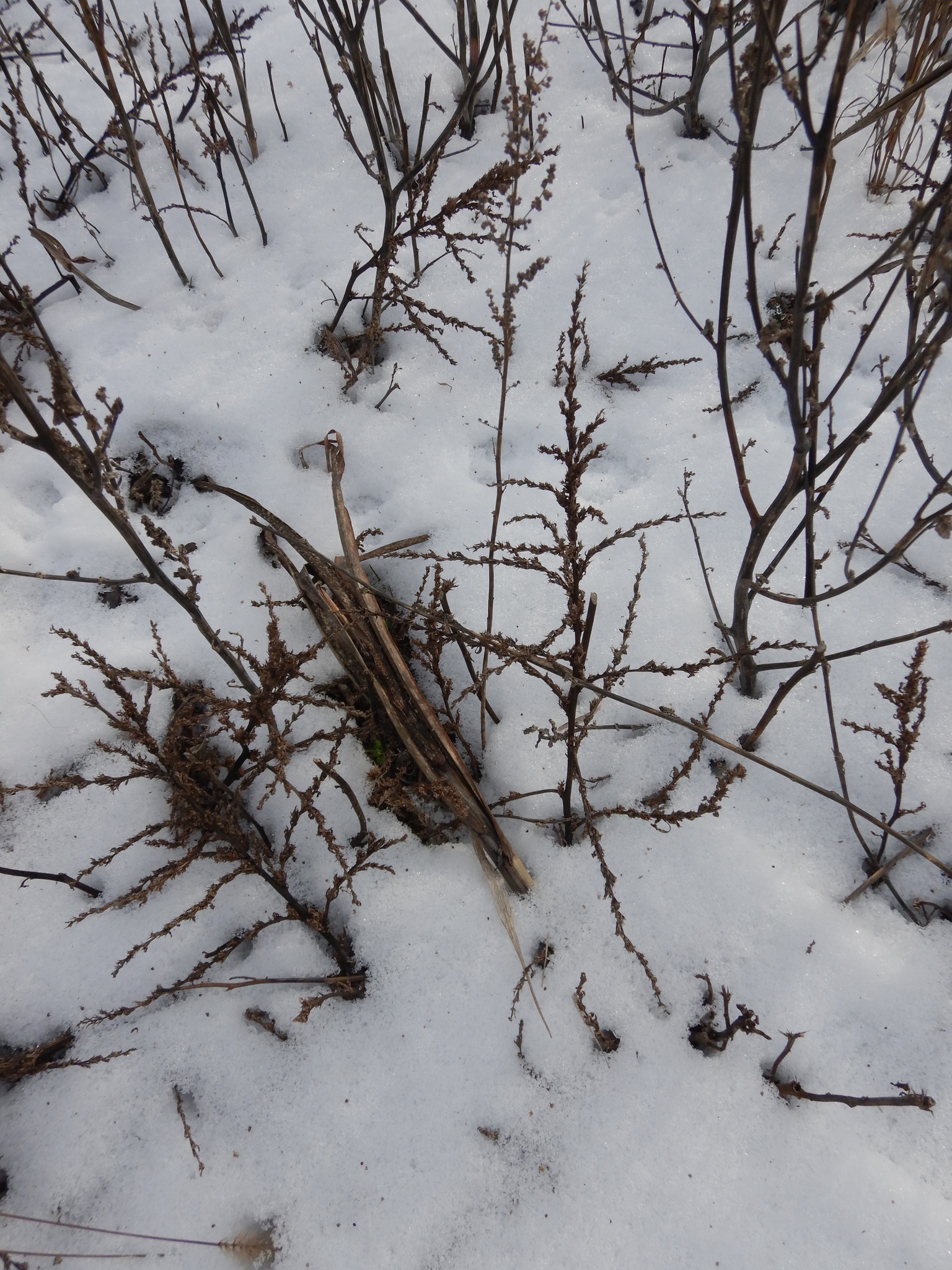 Tumbleweed