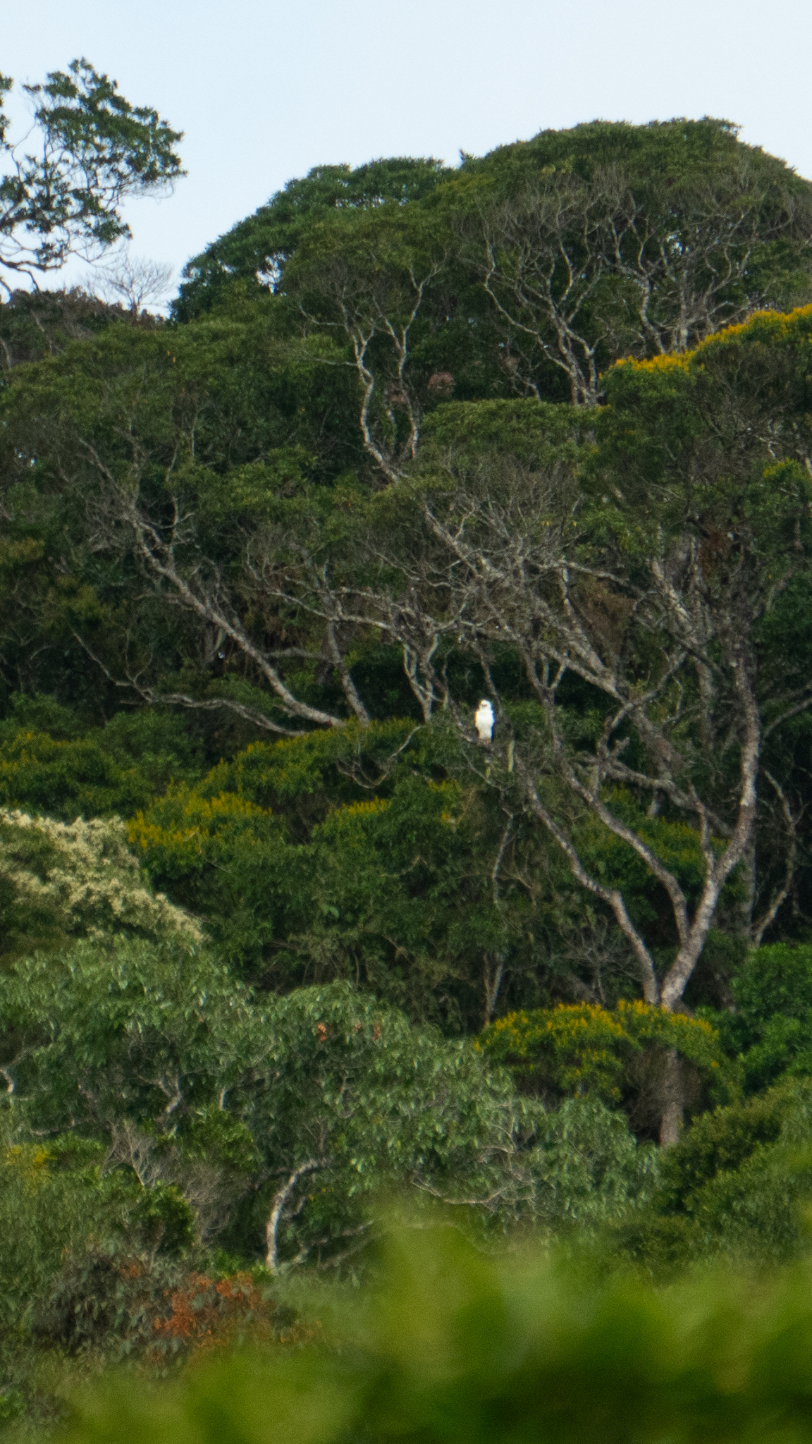 Black-and-white Hawk-Eagle (Spizaetus melanoleucus), photo 2