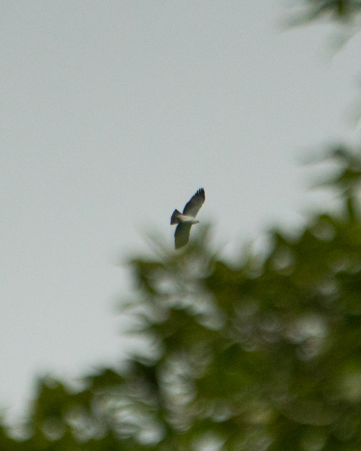 Black-and-white Hawk-Eagle (Spizaetus melanoleucus), photo 3