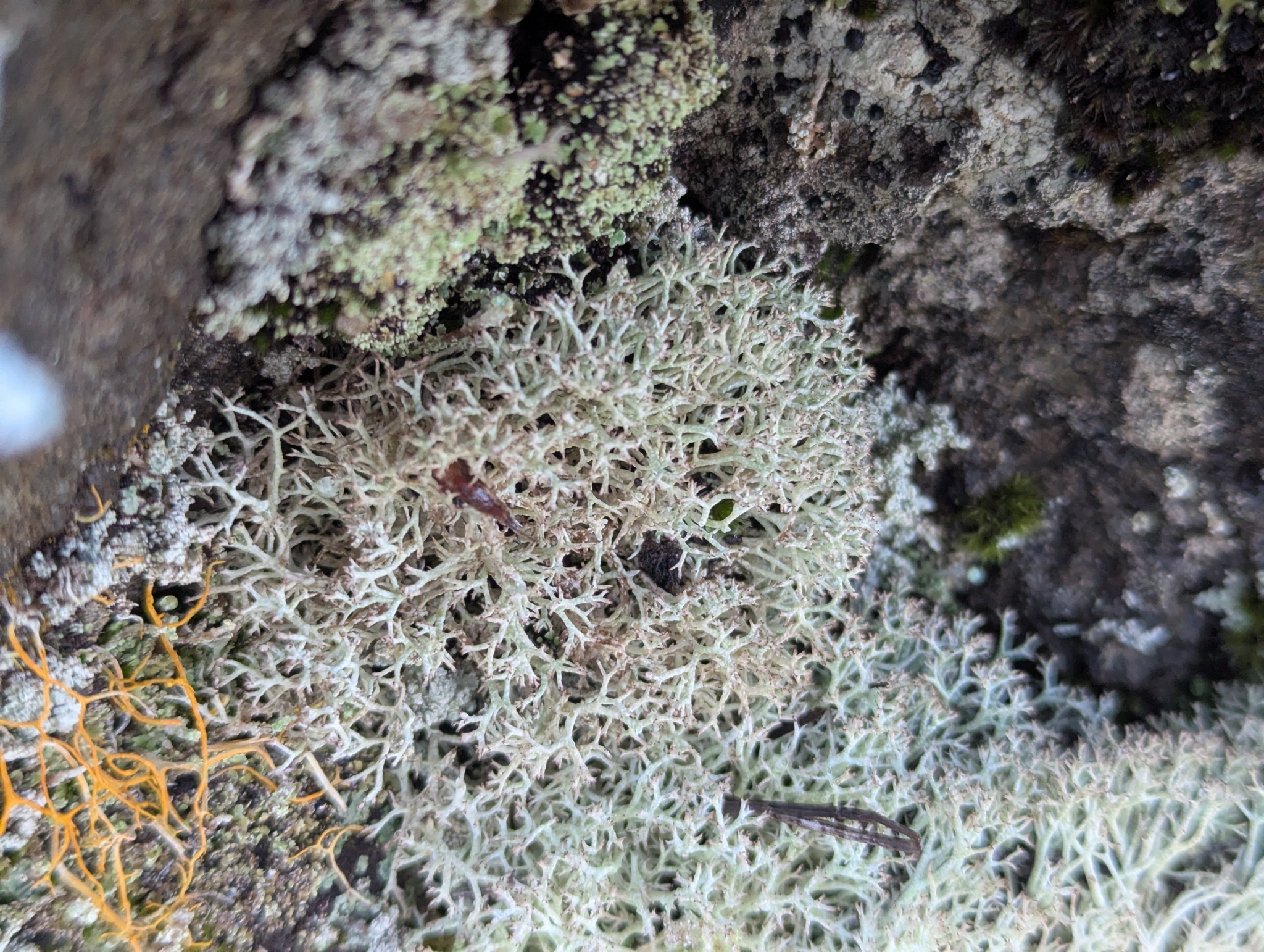 Cladonia rangiformis