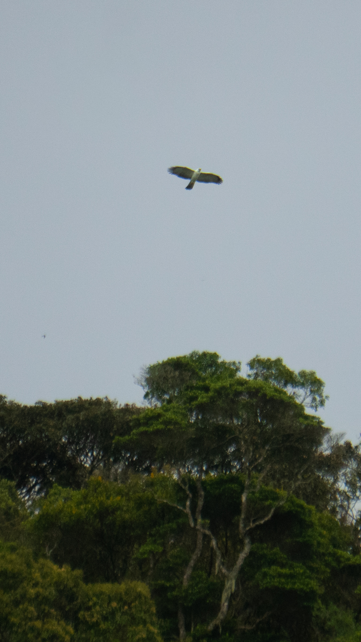 Black-and-white Hawk-Eagle (Spizaetus melanoleucus), photo 4