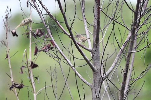 Grassland Sparrow (Ammodramus humeralis), photo 9