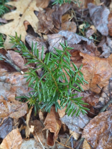 Ground-hemlock