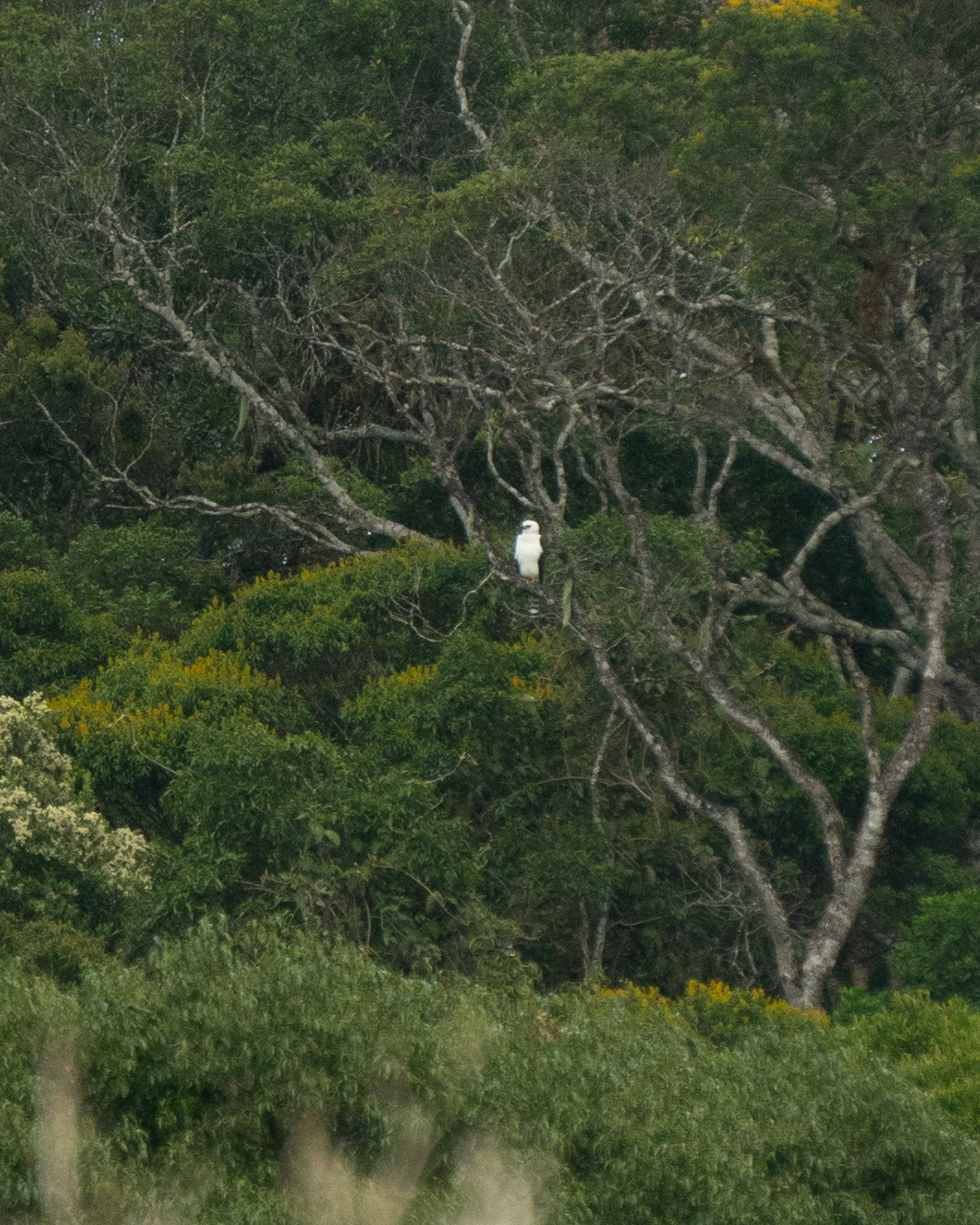 Black-and-white Hawk-Eagle (Spizaetus melanoleucus), photo 5