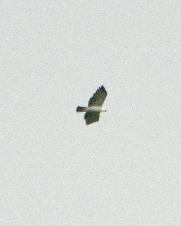 Black-and-white Hawk-Eagle (Spizaetus melanoleucus), photo 6