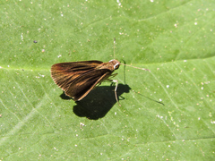 Synapte pecta