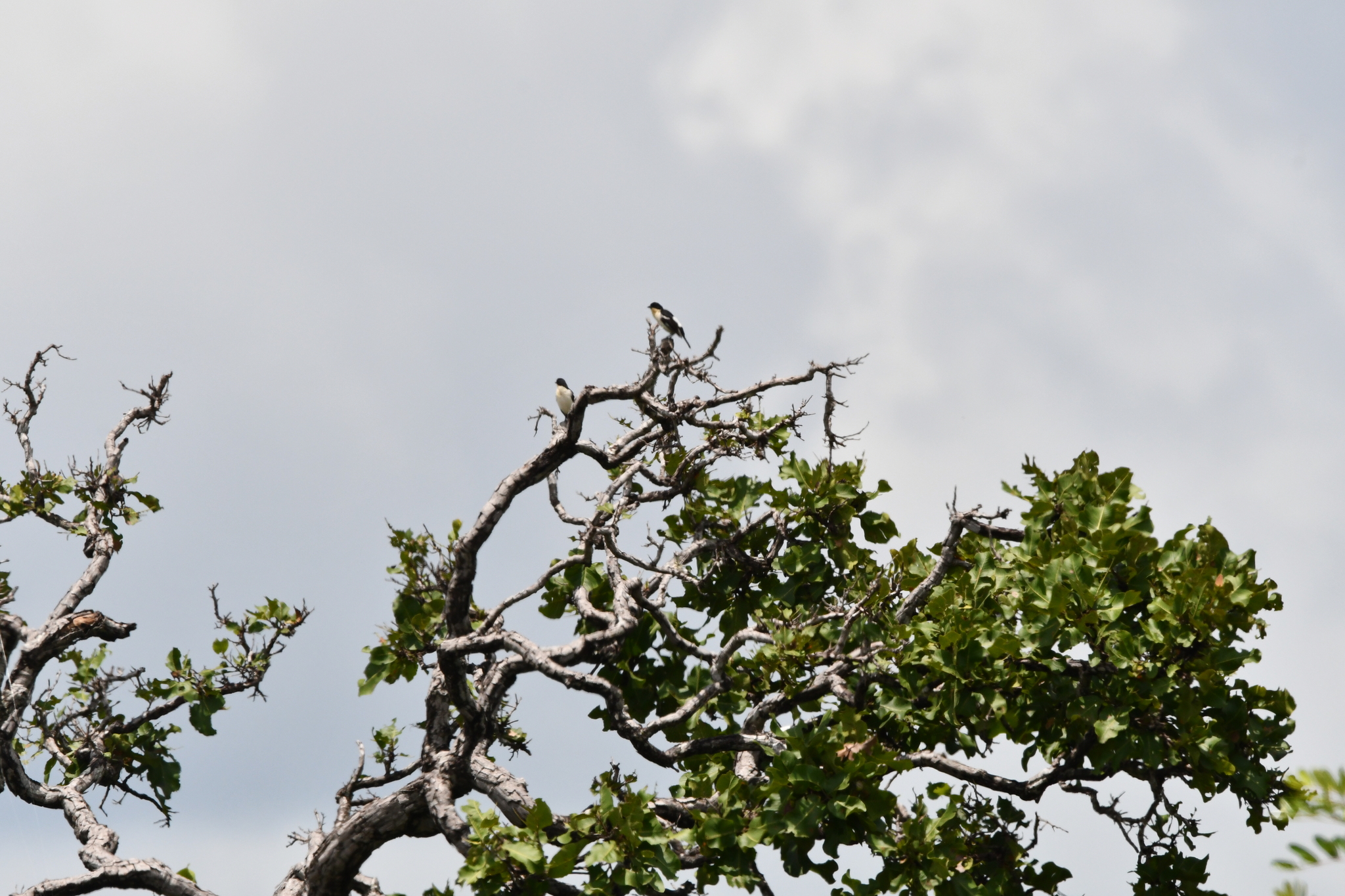 White-rumped Tanager (Cypsnagra hirundinacea), photo 1