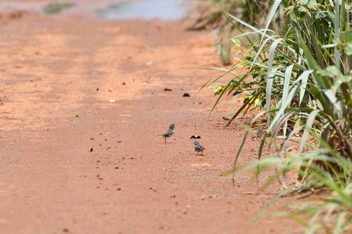 Grassland Sparrow (Ammodramus humeralis), photo 8
