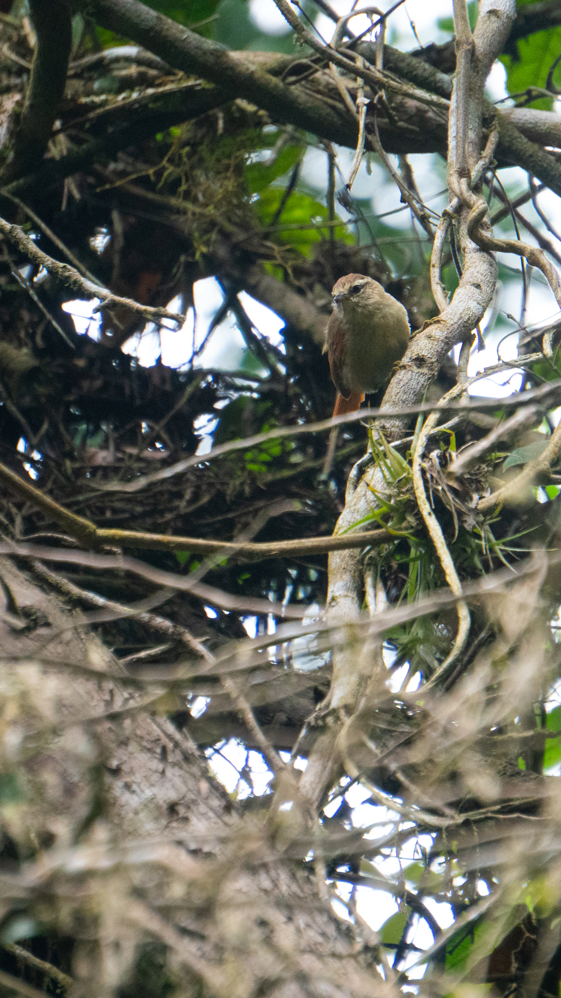 Pallid Spinetail (Cranioleuca pallida), photo 6