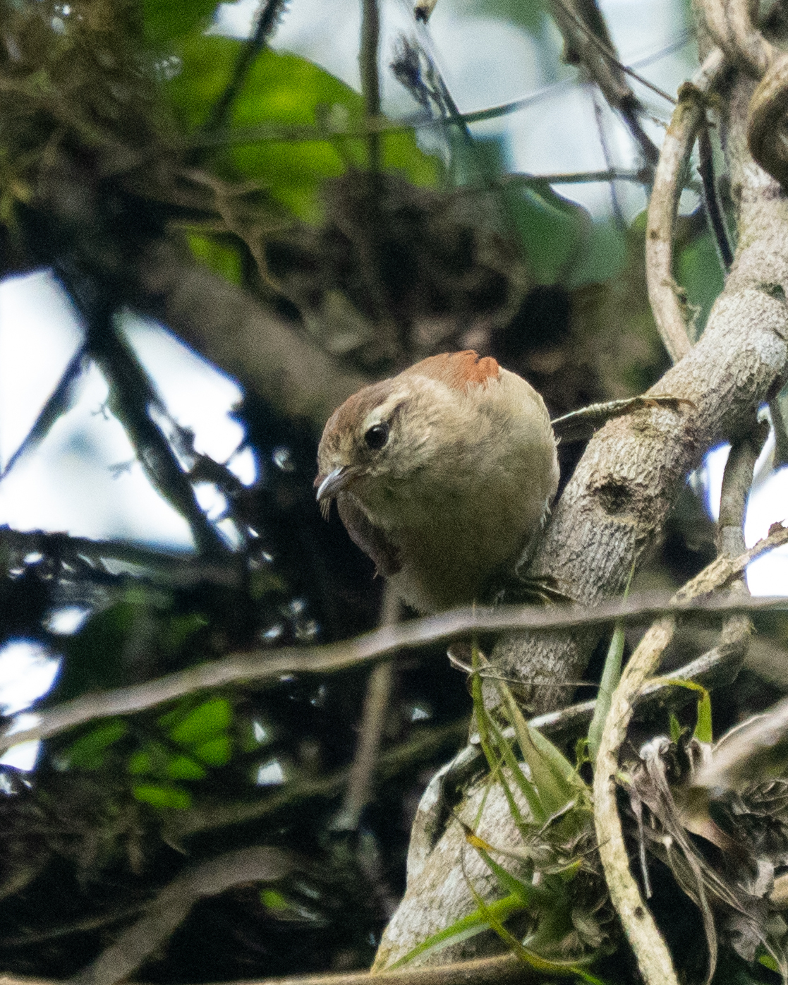 Pallid Spinetail (Cranioleuca pallida), photo 5