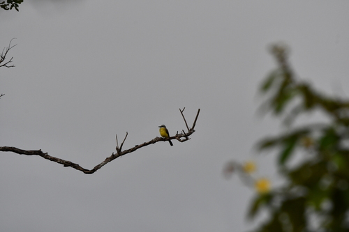 White-throated Kingbird (Tyrannus albogularis)