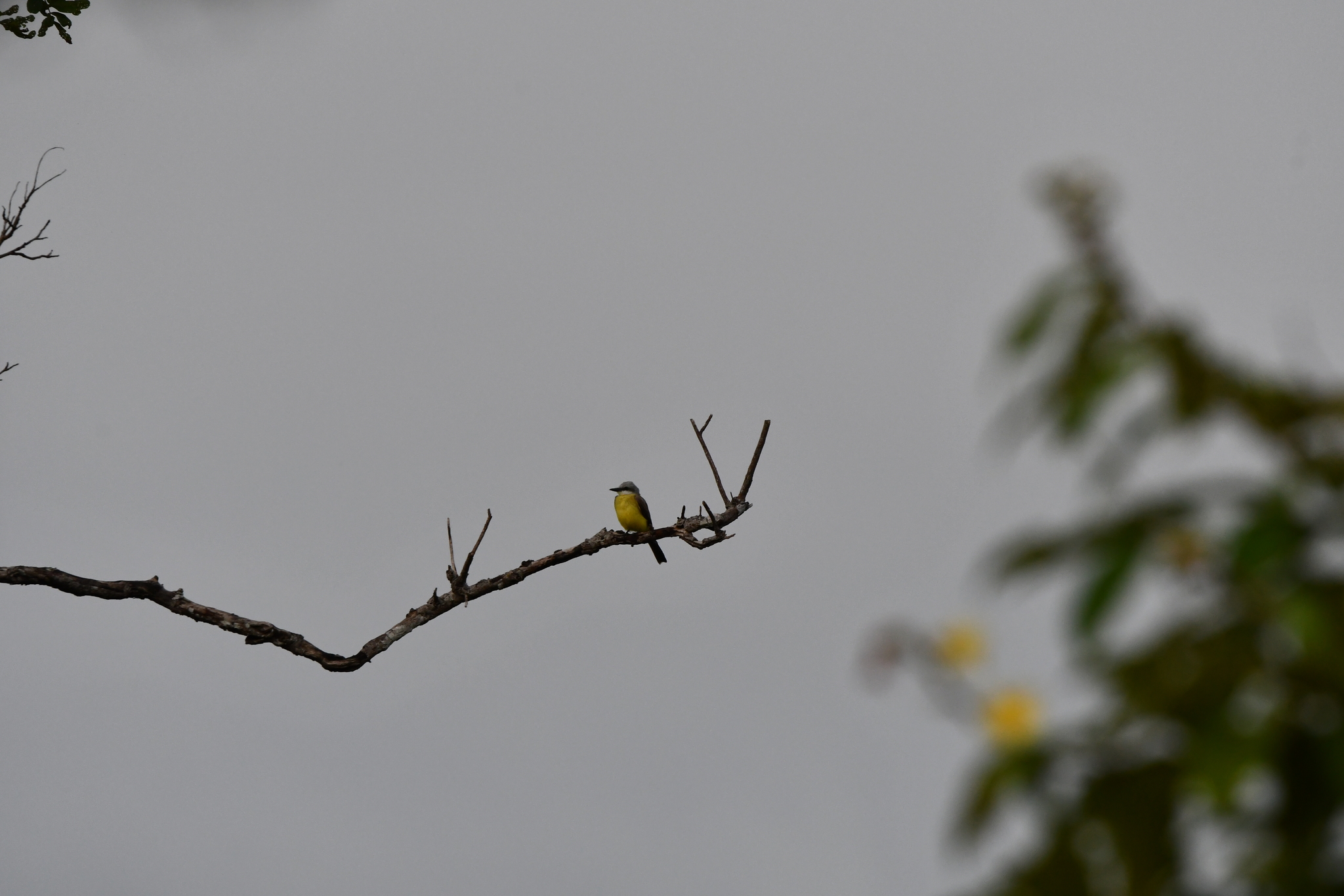 White-throated Kingbird (Tyrannus albogularis), photo 1