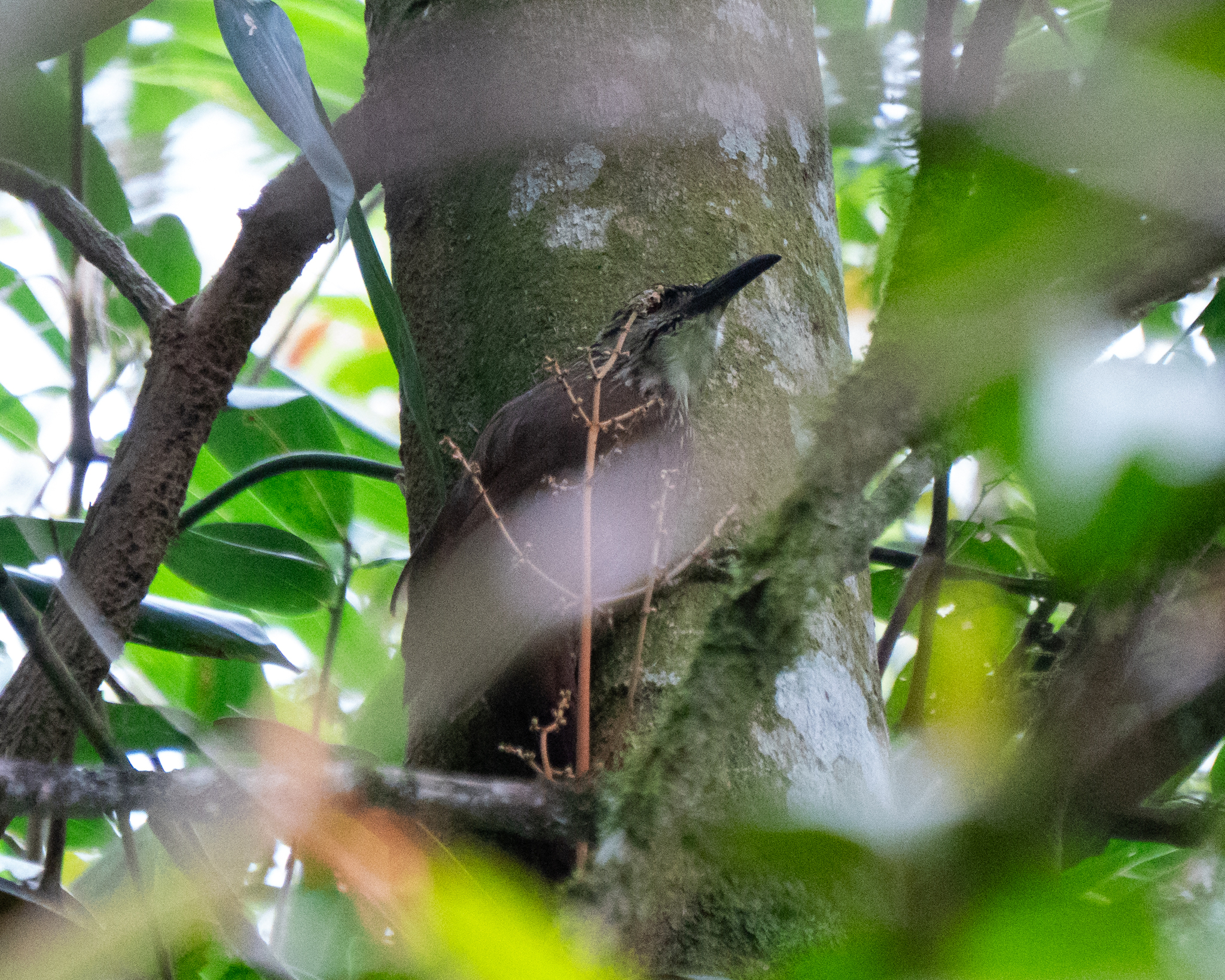 White-throated Woodcreeper (Xiphocolaptes albicollis), photo 3
