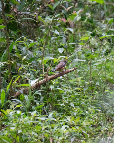 Variable Antshrike (Thamnophilus caerulescens)