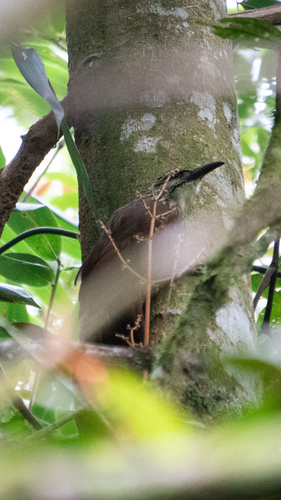 White-throated Woodcreeper (Xiphocolaptes albicollis), photo 3