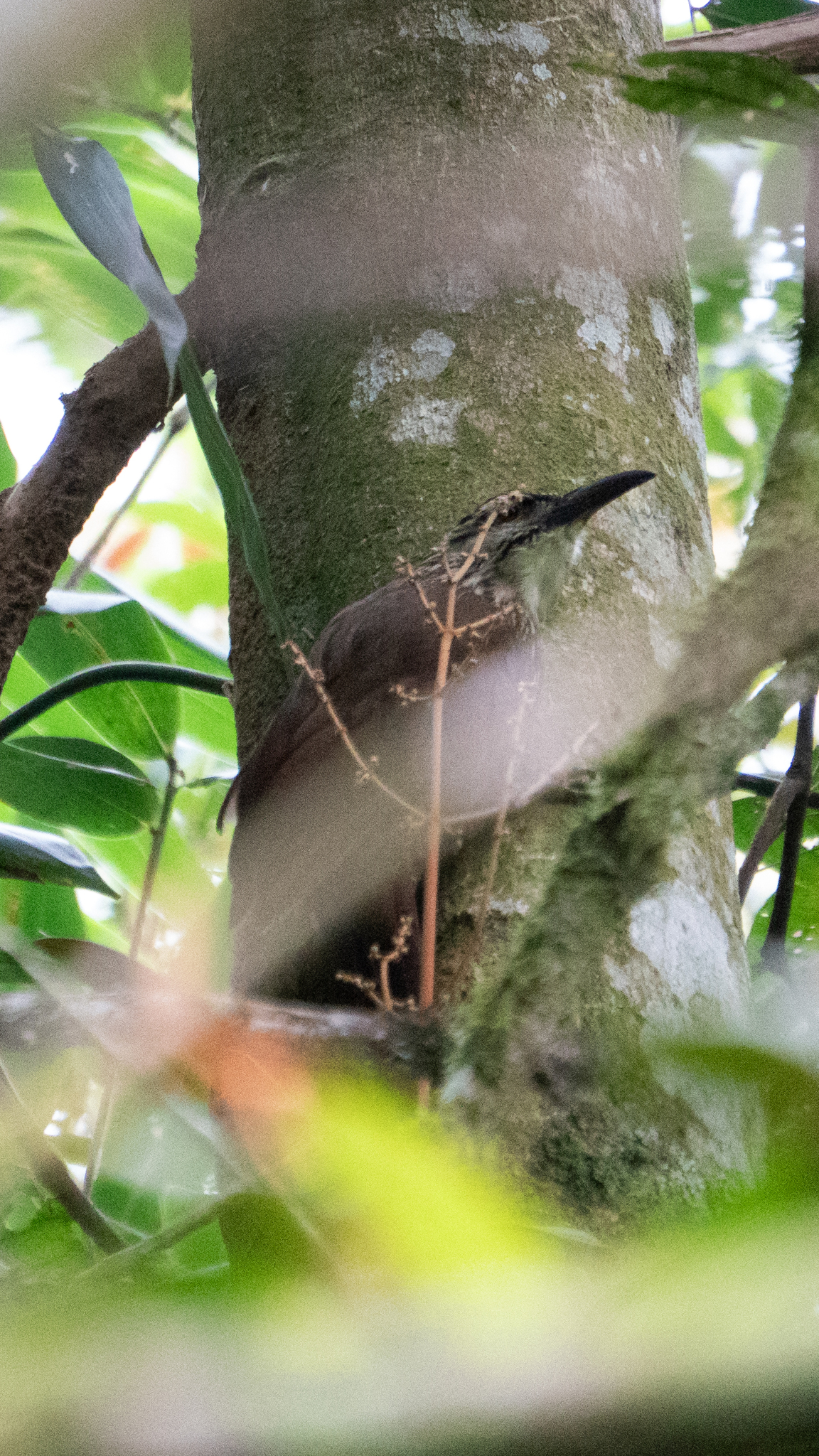 White-throated Woodcreeper (Xiphocolaptes albicollis), photo 4