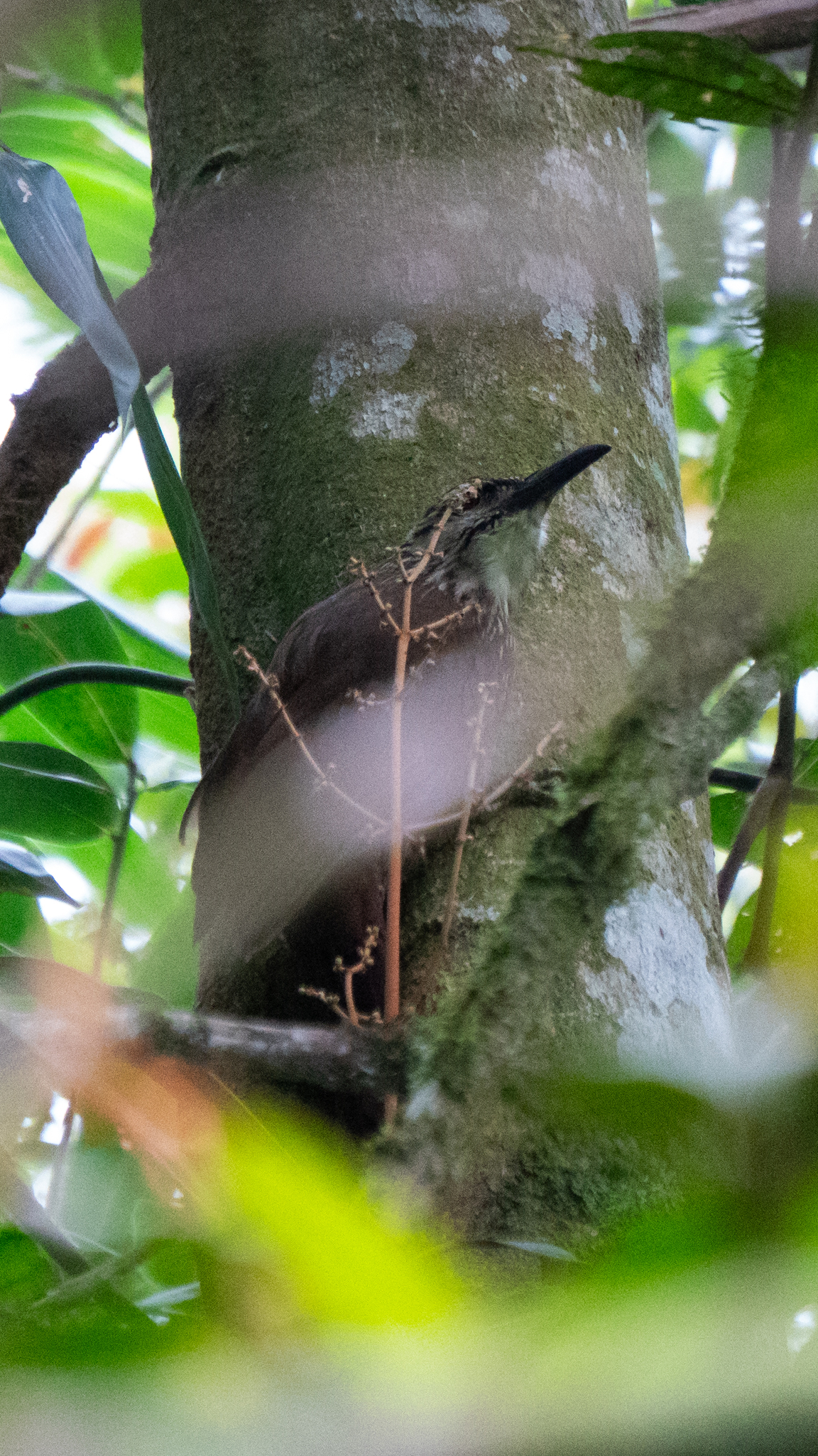 White-throated Woodcreeper (Xiphocolaptes albicollis), photo 5