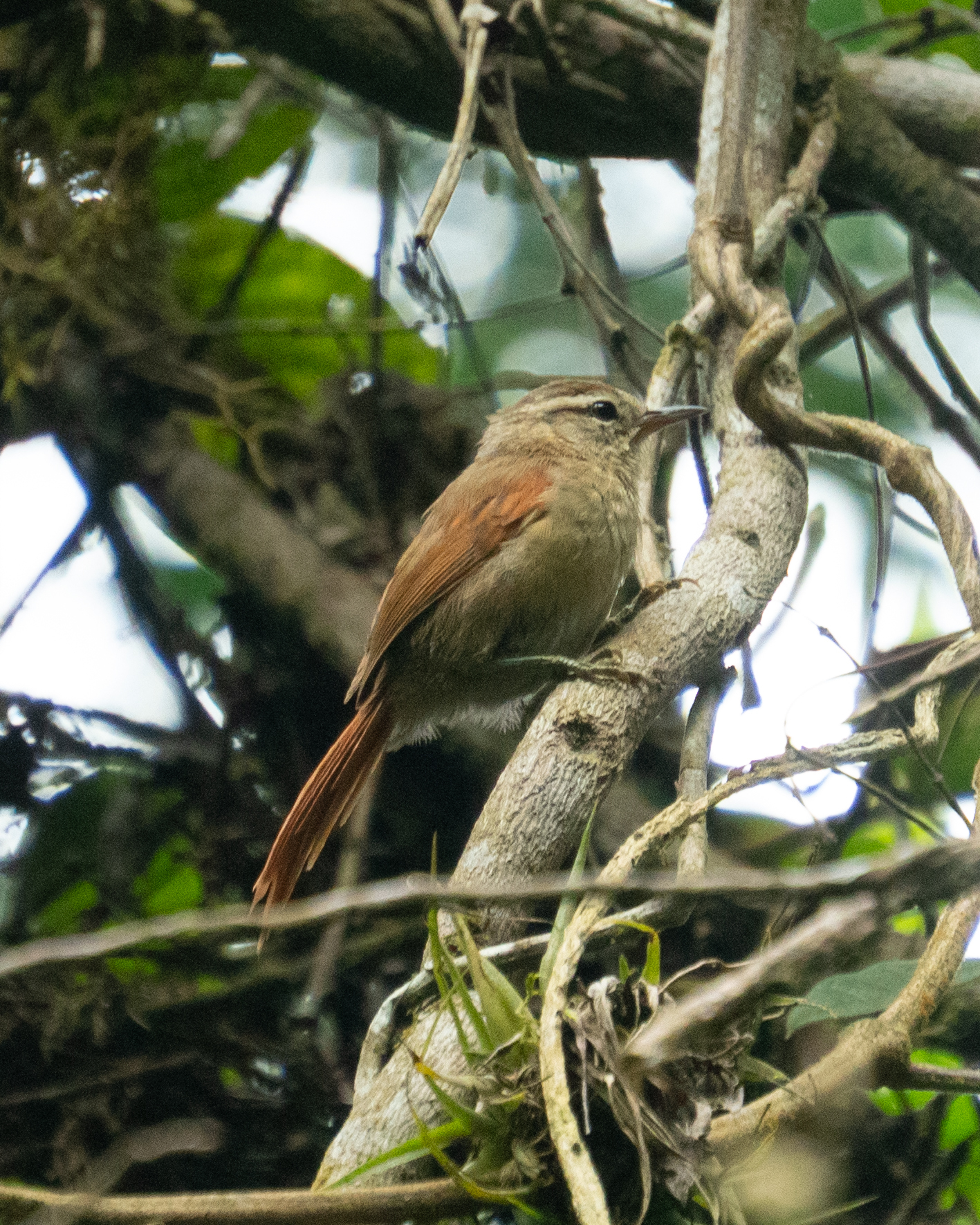 Pallid Spinetail (Cranioleuca pallida), photo 4