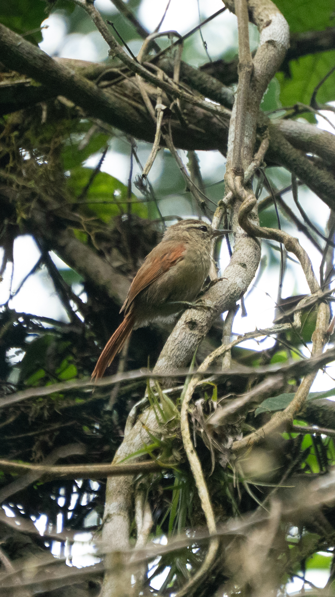 Pallid Spinetail (Cranioleuca pallida), photo 7